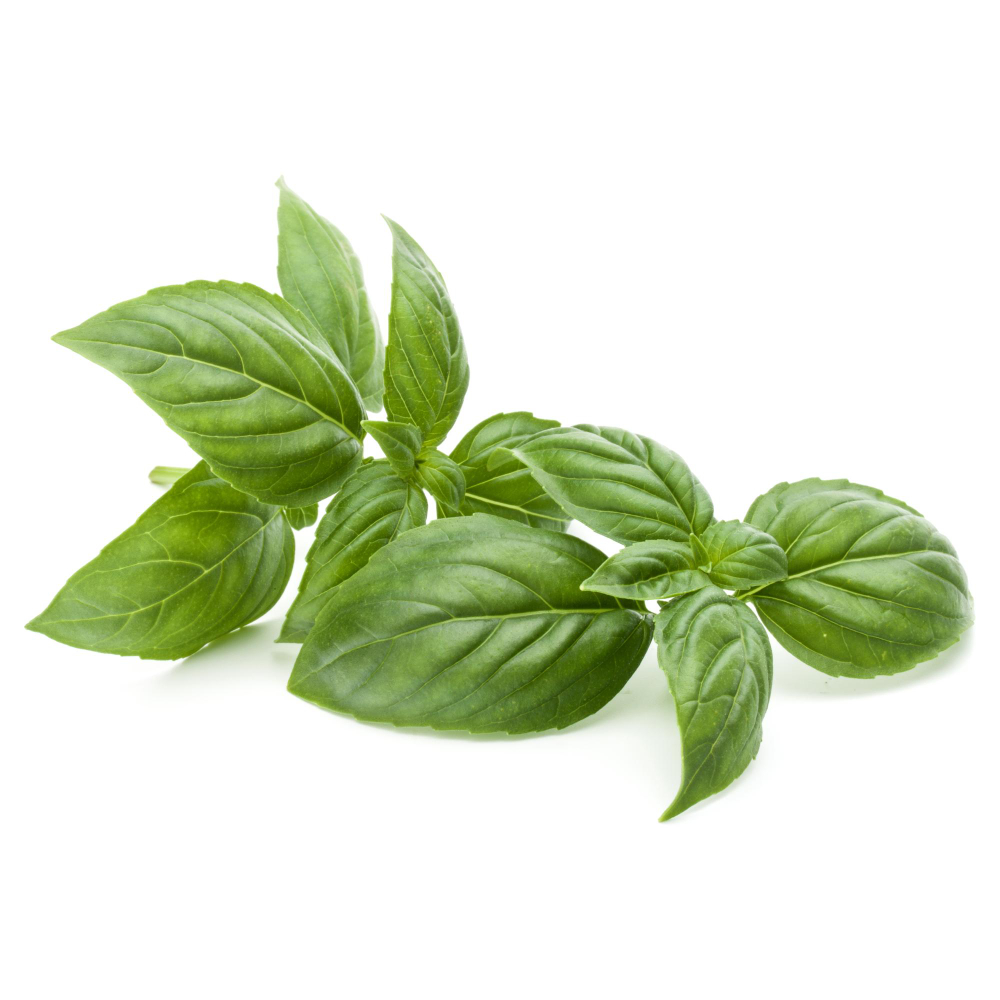 Basilico - Verdidee Floricoltura