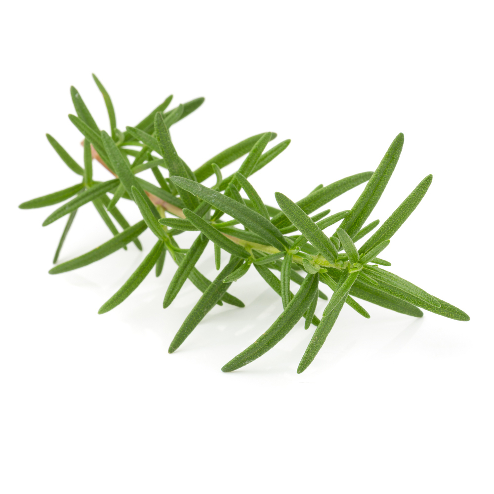Rosmarino - Verdidee Floricoltura