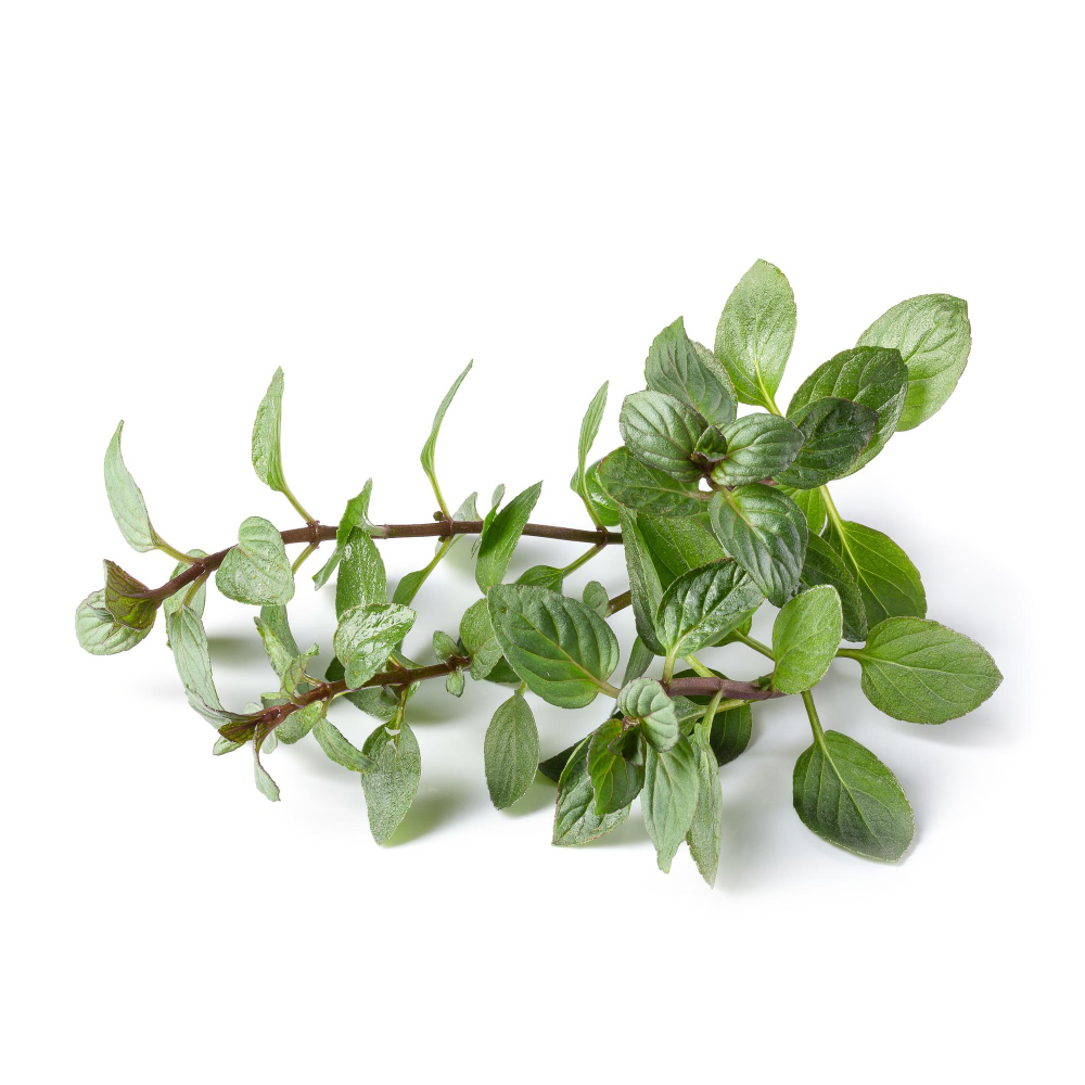 Origano - Verdidee Floricoltura