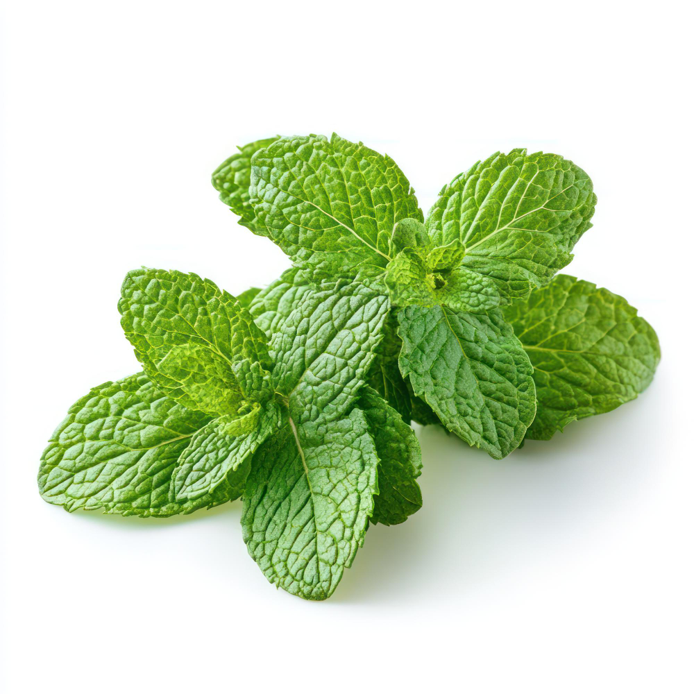 Menta - Verdidee Floricoltura