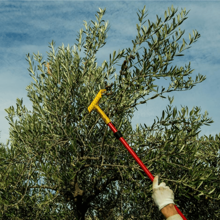 Abbacchiatori e raccolta olive - Alessandro shop