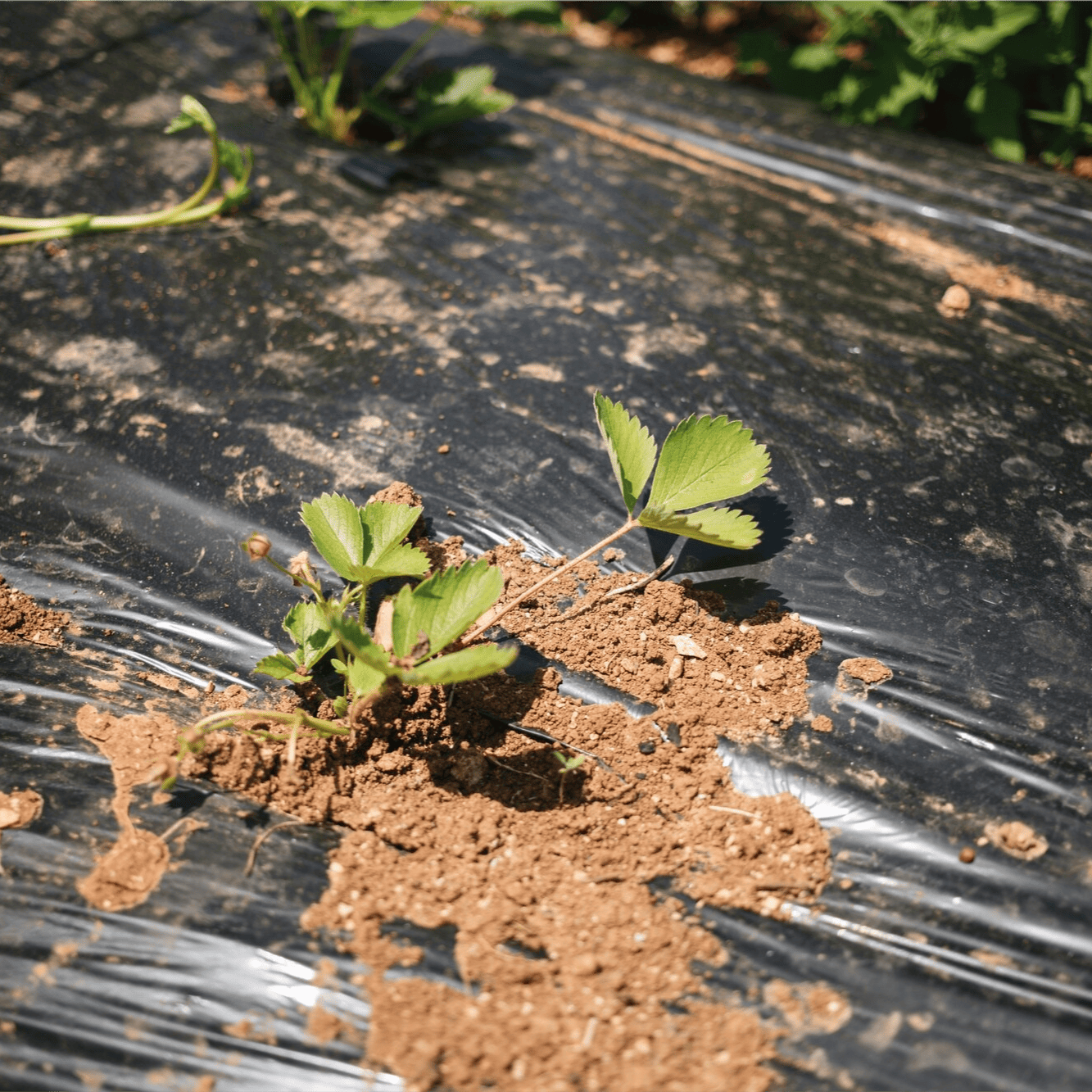 Pacciamatura e copertura del suolo - Gruppo Padana s.s.