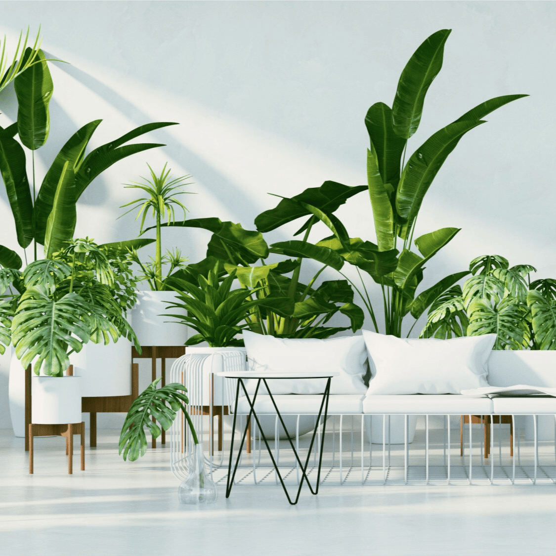 Interior design con piante (per case, uffici e negozi) - Il faggio