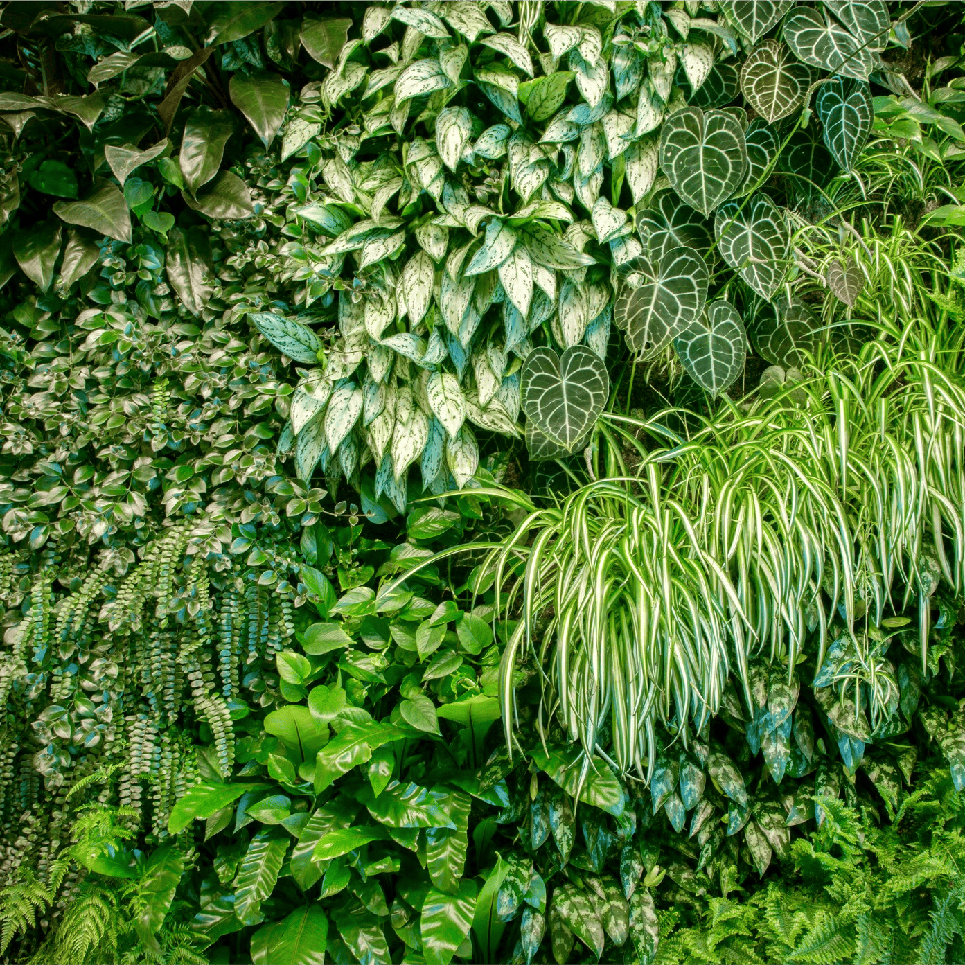 Creazione di pareti vegetali indoor e outdoor - Il faggio