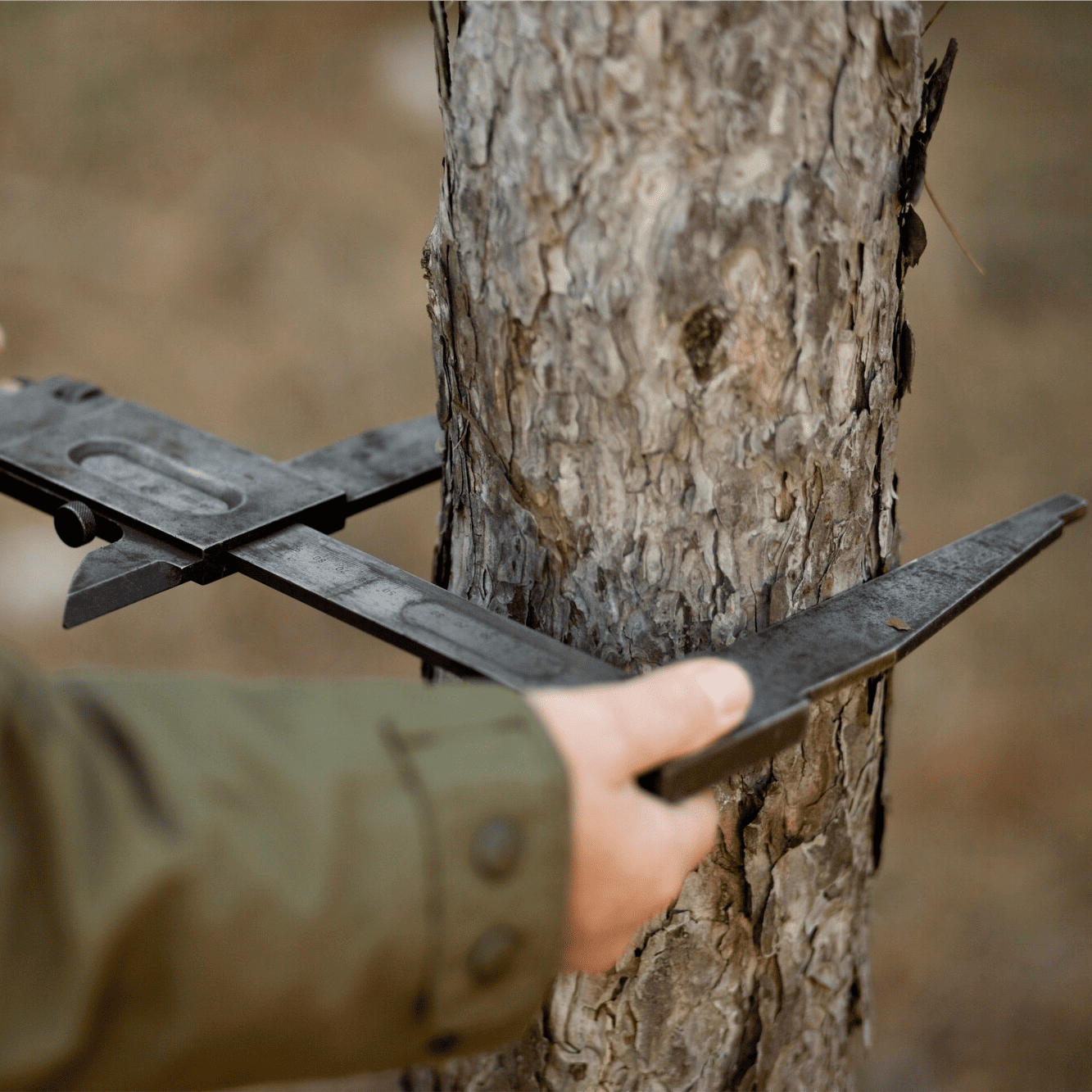 Valutazione di stabilità degli alberi (VTA) - Il faggio
