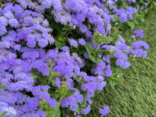 BLUE MAGIC - Gruppo Padana s.s.