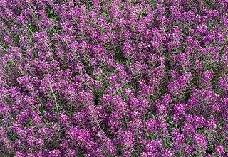 LOBULARIA MARITIMA - Attrezzature per il giardinaggio Badranti