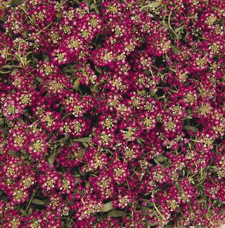 LOBULARIA MARITIMA - Attrezzature per il giardinaggio Badranti