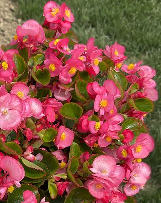 Angy® F1 Rose