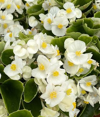 Angy® F1 White