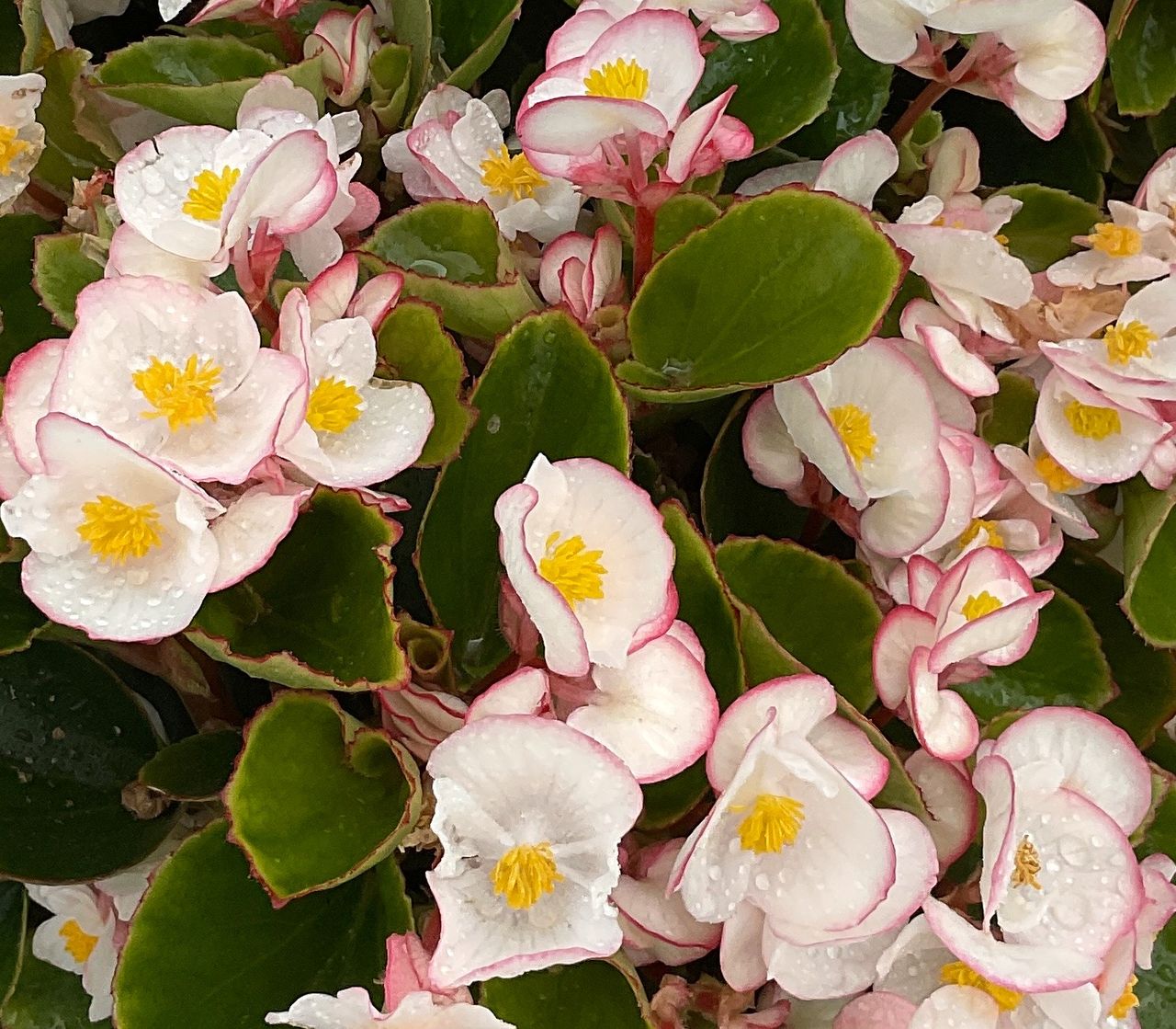 Begonia semperflorens, fotografia 1