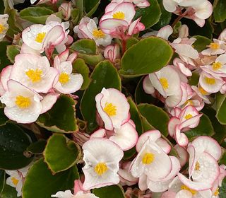Begonia semperflorens