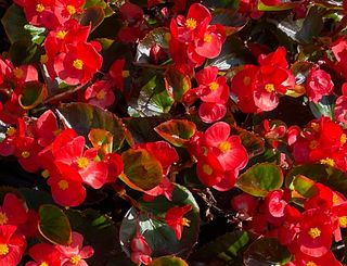 Divina Red
