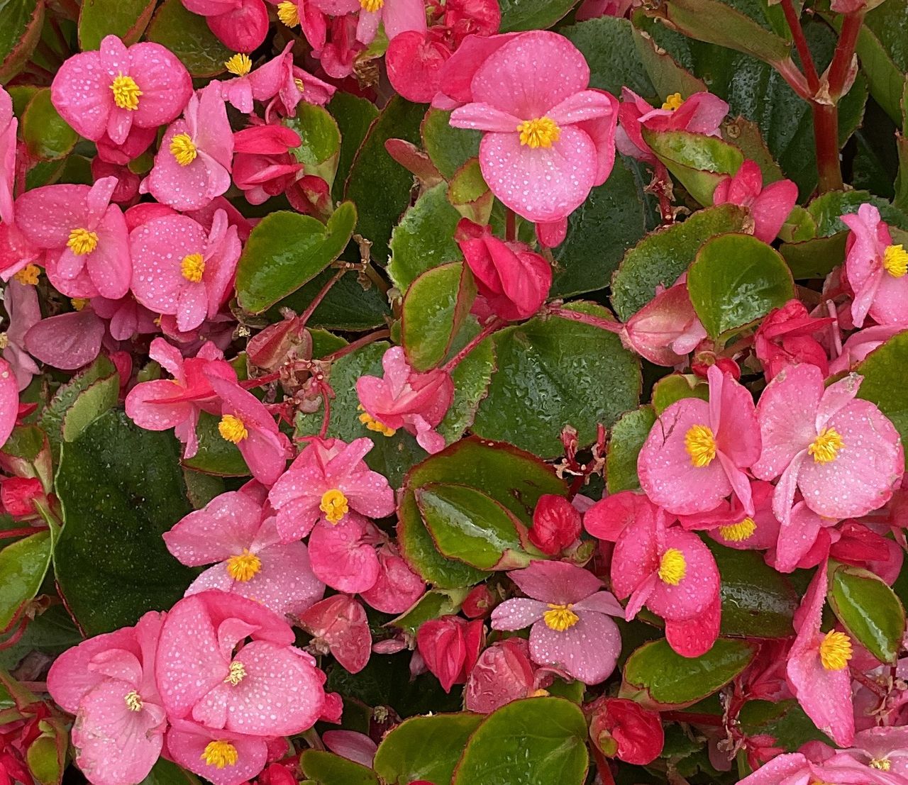Divina Rose, fotografia 1