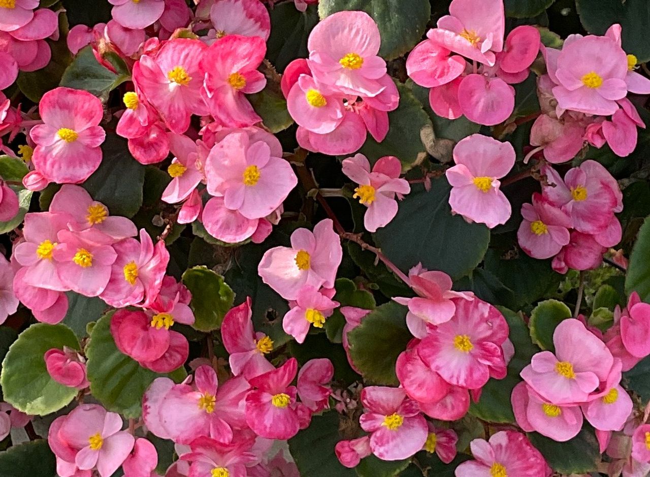 Divina Pink, photo 1