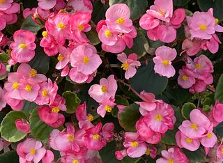 Divina Pink