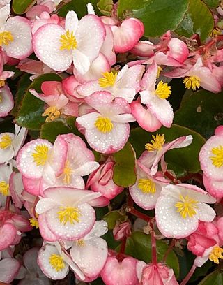 Divina Bicolor