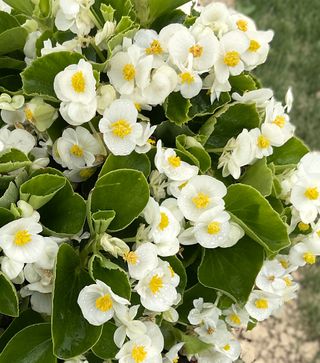 Divina White