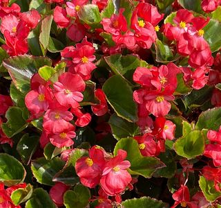 Vittoria Plus Red