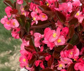 Sally® F1 Deep Rose
