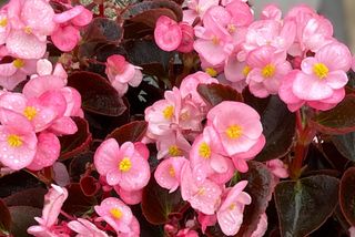 Sally® F1 Rose Bicolor