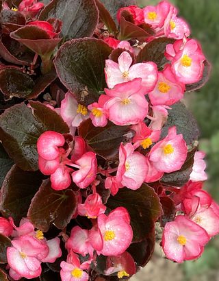 Sally® F1 Pink