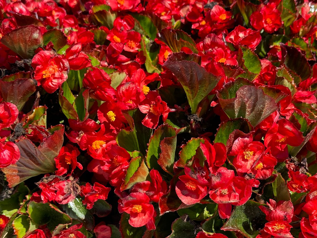 Breeze Angy® Red, photo 1