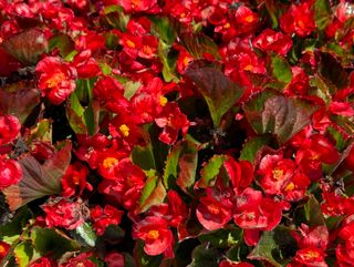 Breeze Angy® Red