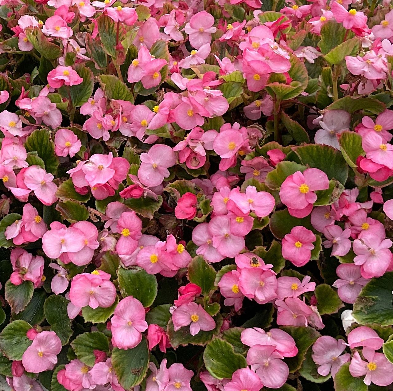 Breeze Angy® Pink, photo 1