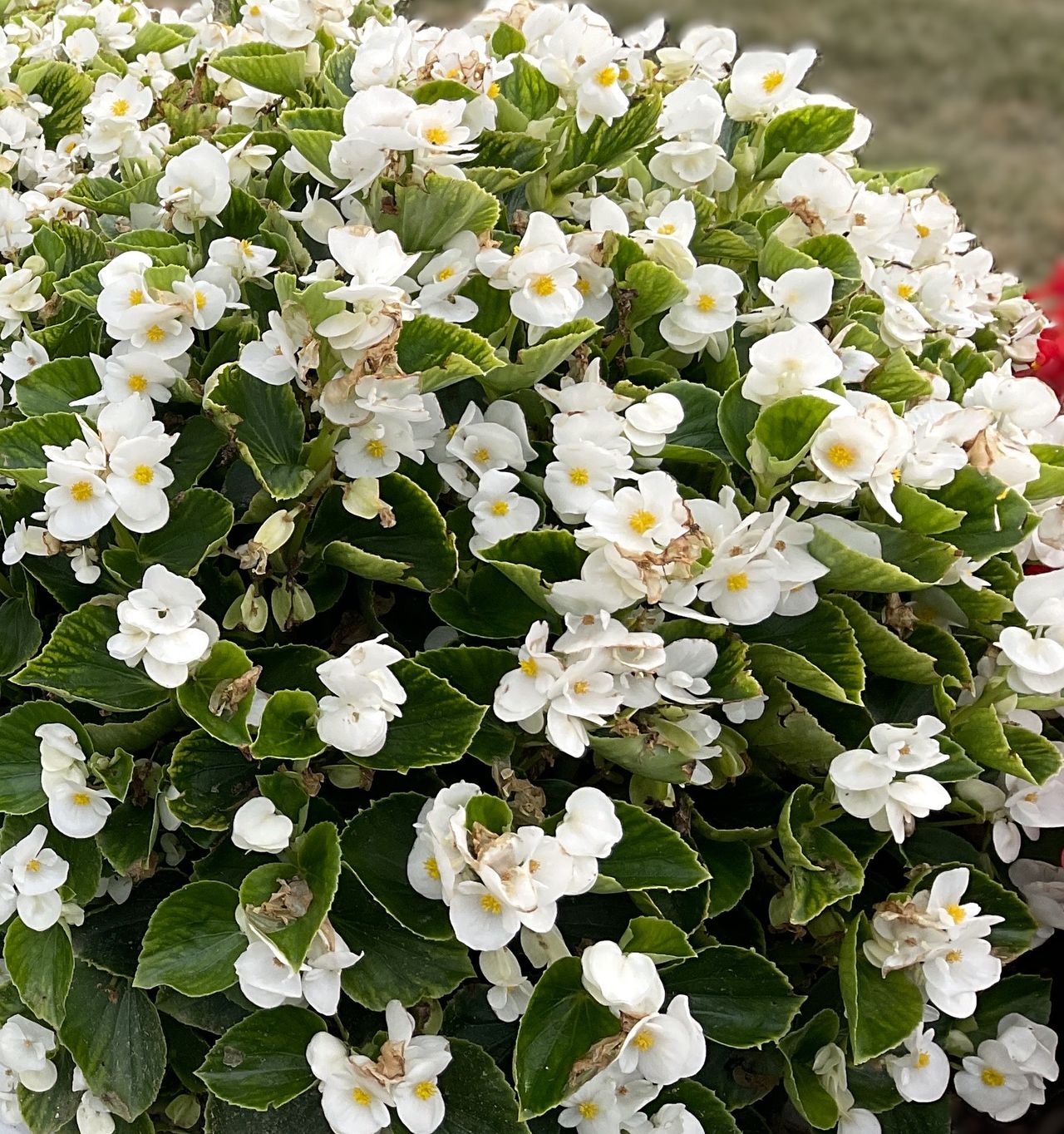 Breeze Angy® White, photo 1