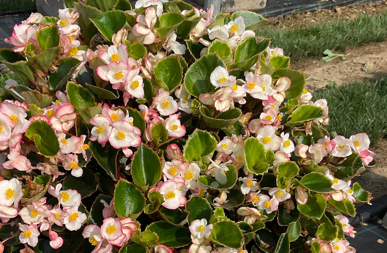 Breeze Angy® Bicolor, foto 1