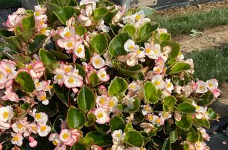 Breeze Angy® Bicolor