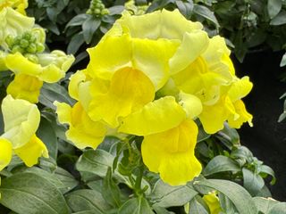 Elettra Yellow