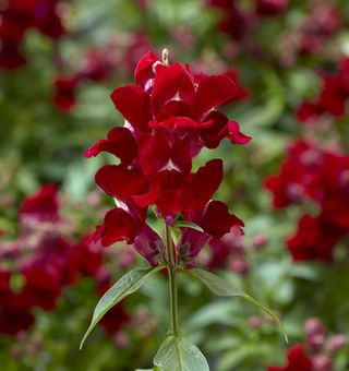 Elettra Red F1