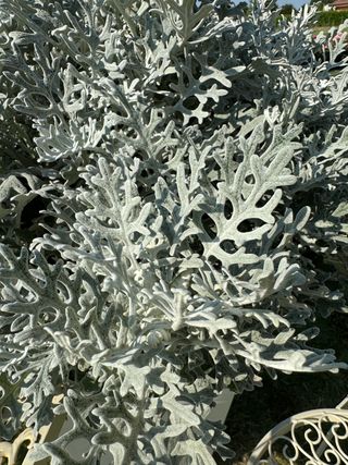 SENECIO CINERARIA - Attrezzature per il giardinaggio Badranti