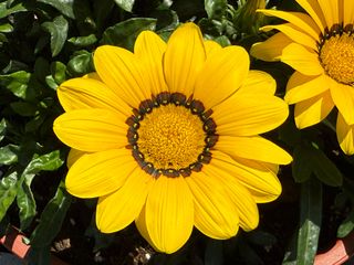 Maggy® Yellow F1