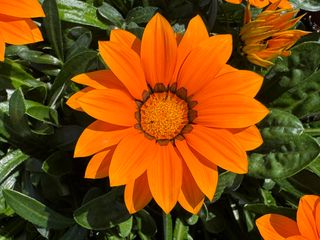 Maggy® Orange F1