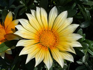 Maggy® Sunny Day