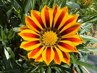 Big Maggy® F1 Yellow Flame