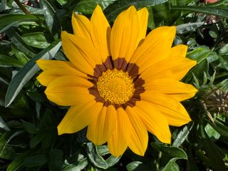 Big Maggy® F1 Yellow With Ring