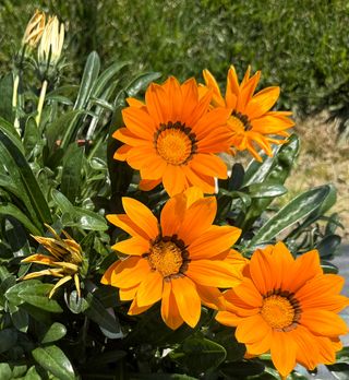 Big Maggy® F1 Orange With Ring