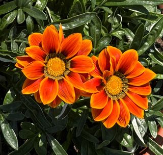 Gazania x splendens