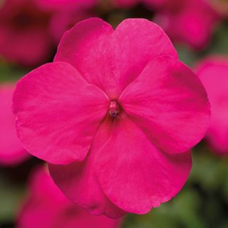 Raffael® Bright Rose F1