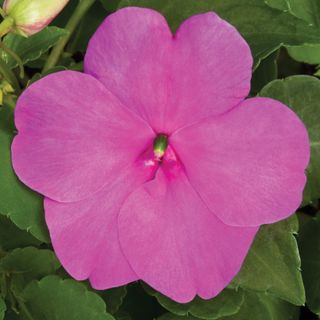 Raffael® Lilac F1