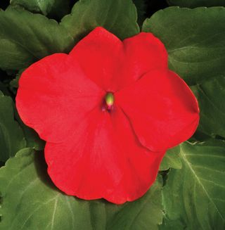 Raffael® Red F1