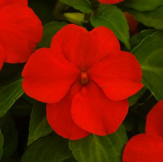 Beacon Bright Red