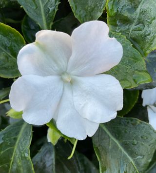 Beacon White