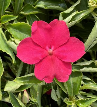 Beacon Rose