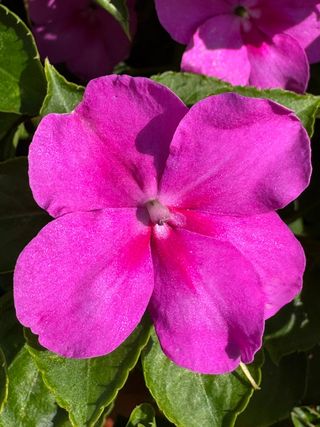 Impatiens walleriana
