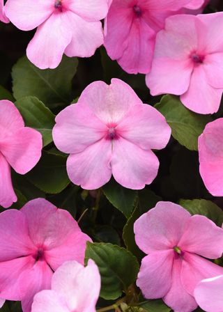 Beacon Light Pink